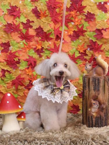 20241112ロンくん